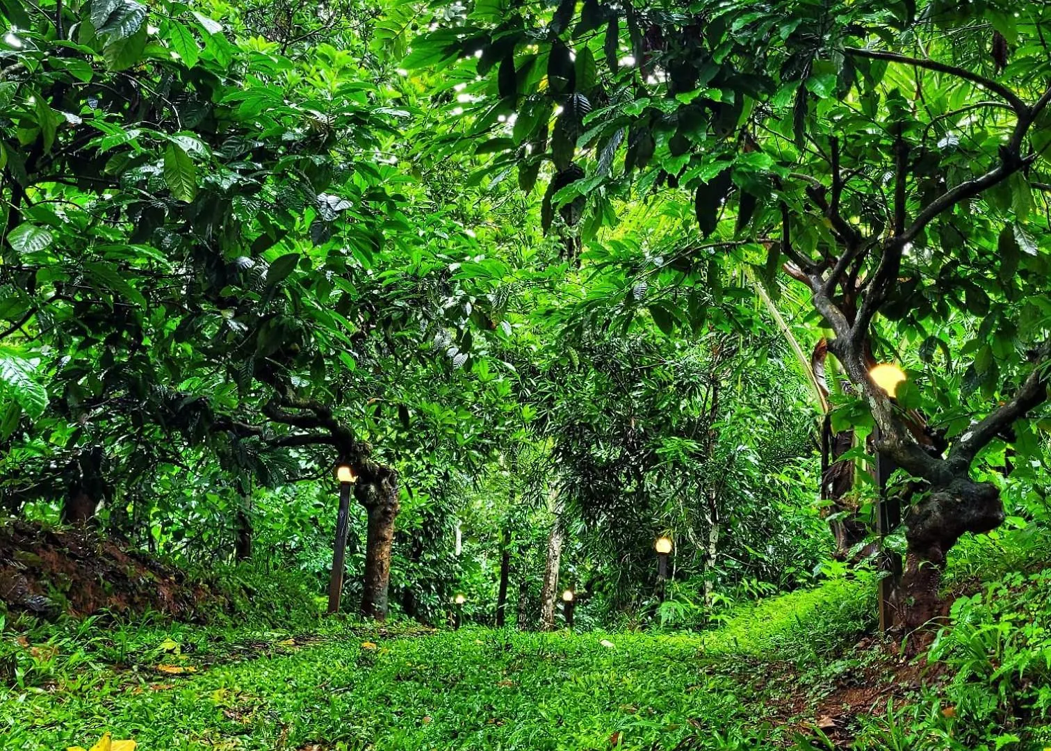 Villa Greens Tree House & Wood House Sultan Bathery